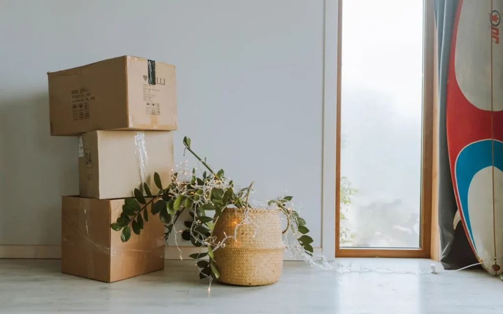 Stacked cardboard boxes and a potted plant by a bright window