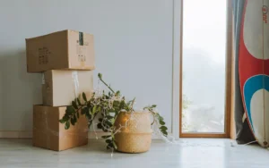 Stacked cardboard boxes and a potted plant by a bright window