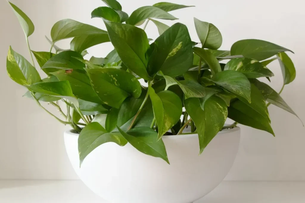 Is Golden Pothos Bad Feng Shui? Meaning, Placement and Care Pothos plant with heart-shaped leaves in a white bowl