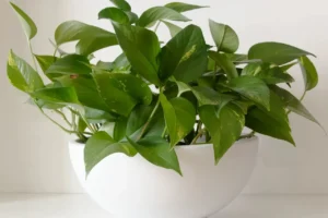 Pothos plant with heart-shaped leaves in a white bowl