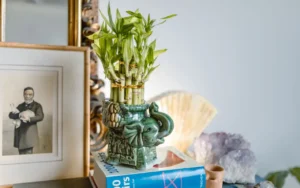 Green ceramic elephant planter holding lucky bamboo on a stack of books