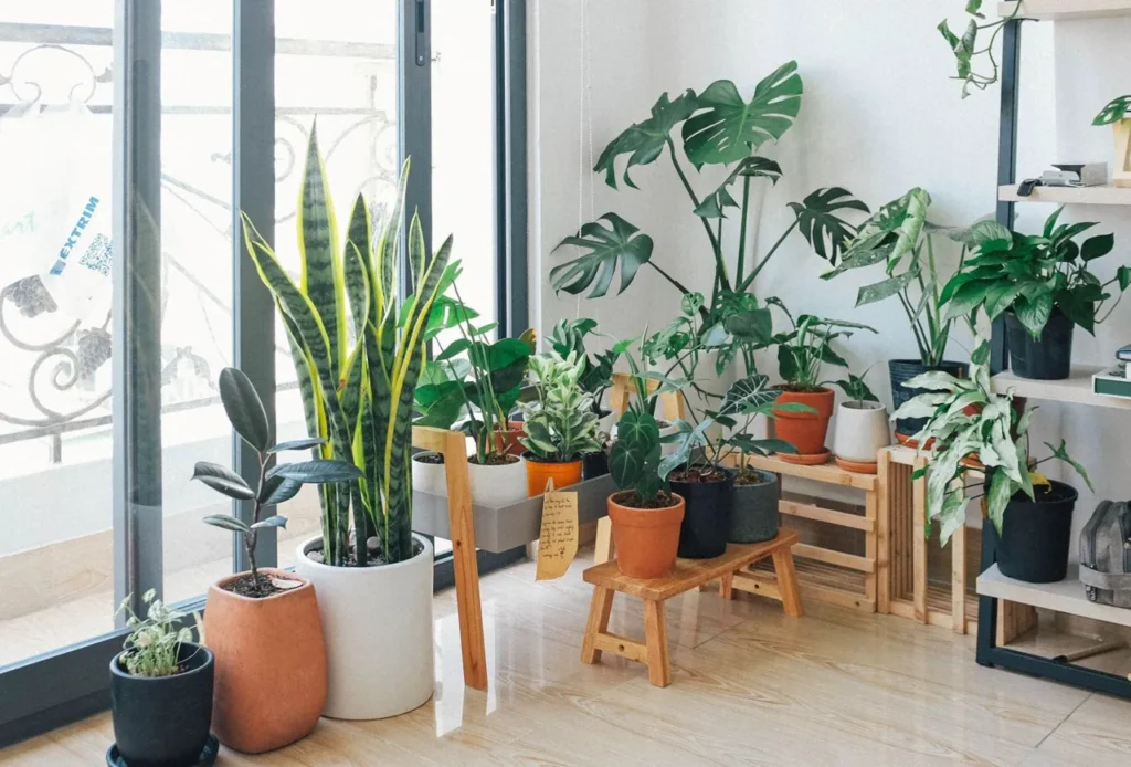 Houseplants grouped by a bright window