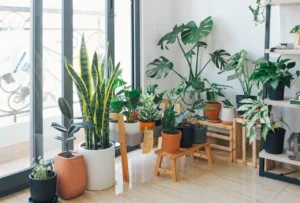 Houseplants grouped by a bright window