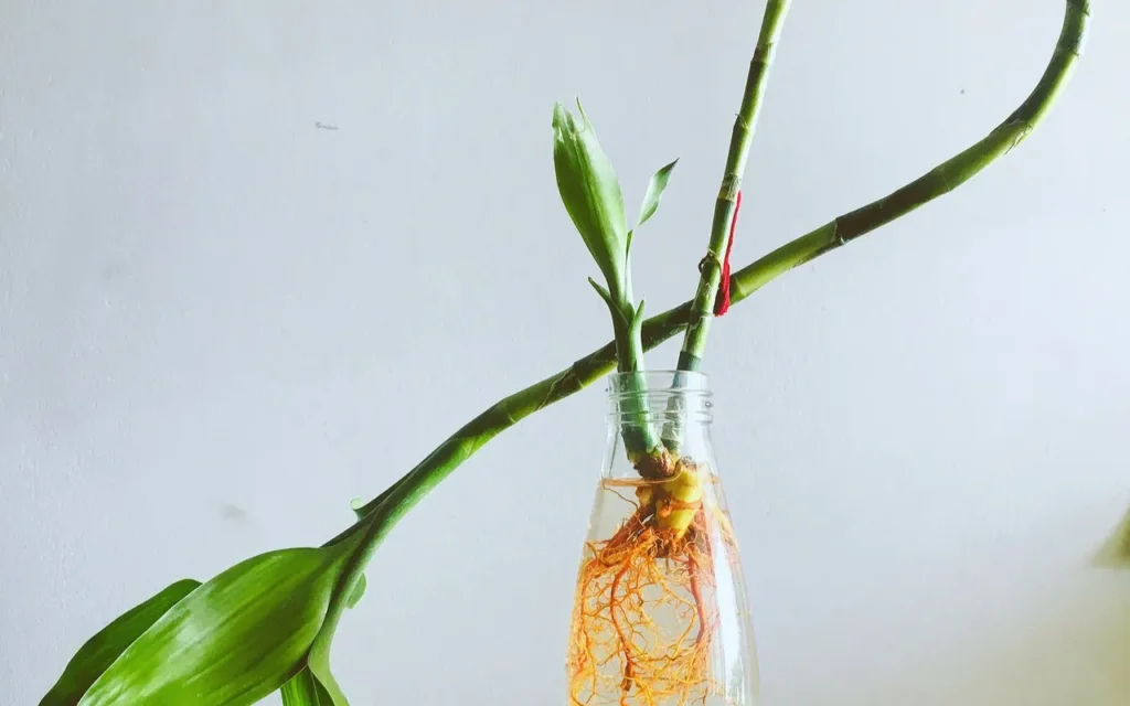 Lucky bamboo stems in a clear glass vase of water
