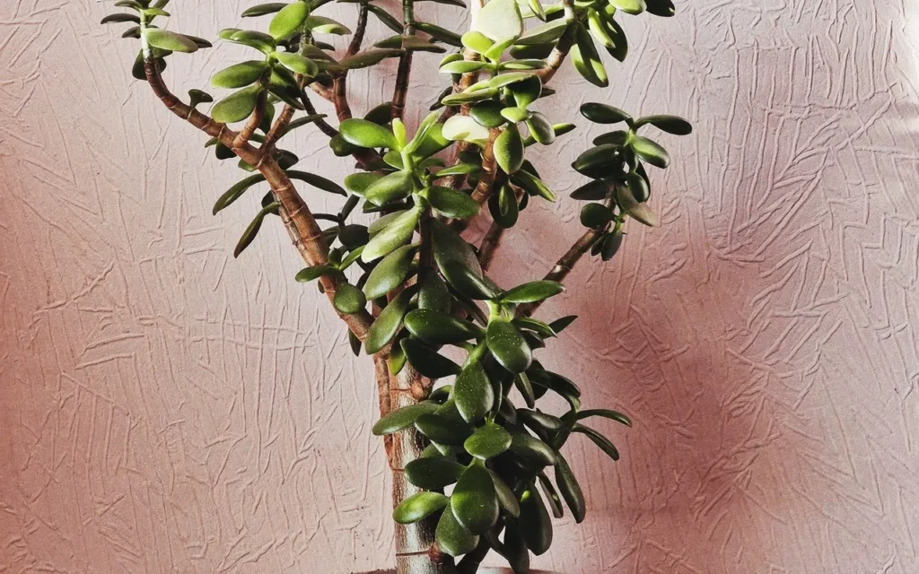Jade plant (Crassula ovata) in a white pot