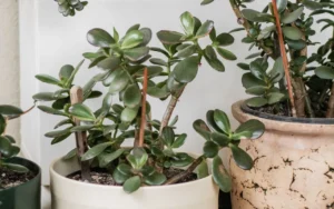 Two jade plants in white pots