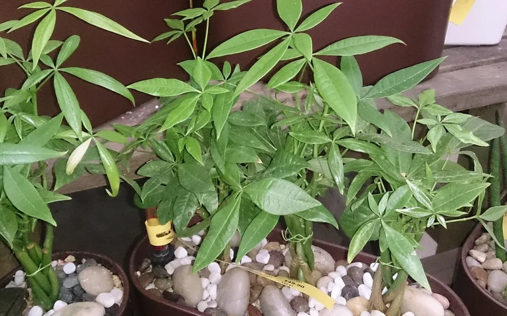 Money tree plants (Pachira aquatica) in pots topped with pebbles