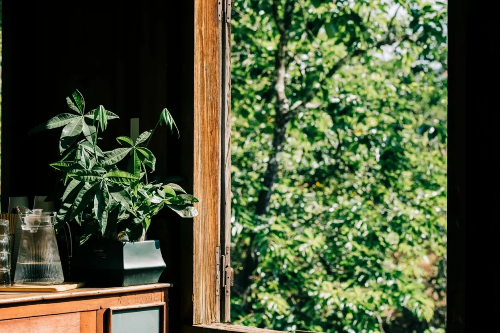 Pachira (money tree) in a sunlit room by an open window