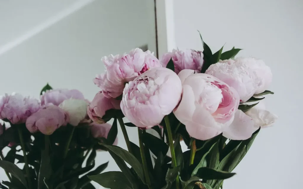 Pink peonies in a glass vase