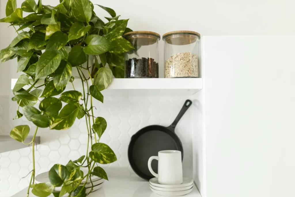 Pothos trailing from an open kitchen shelf