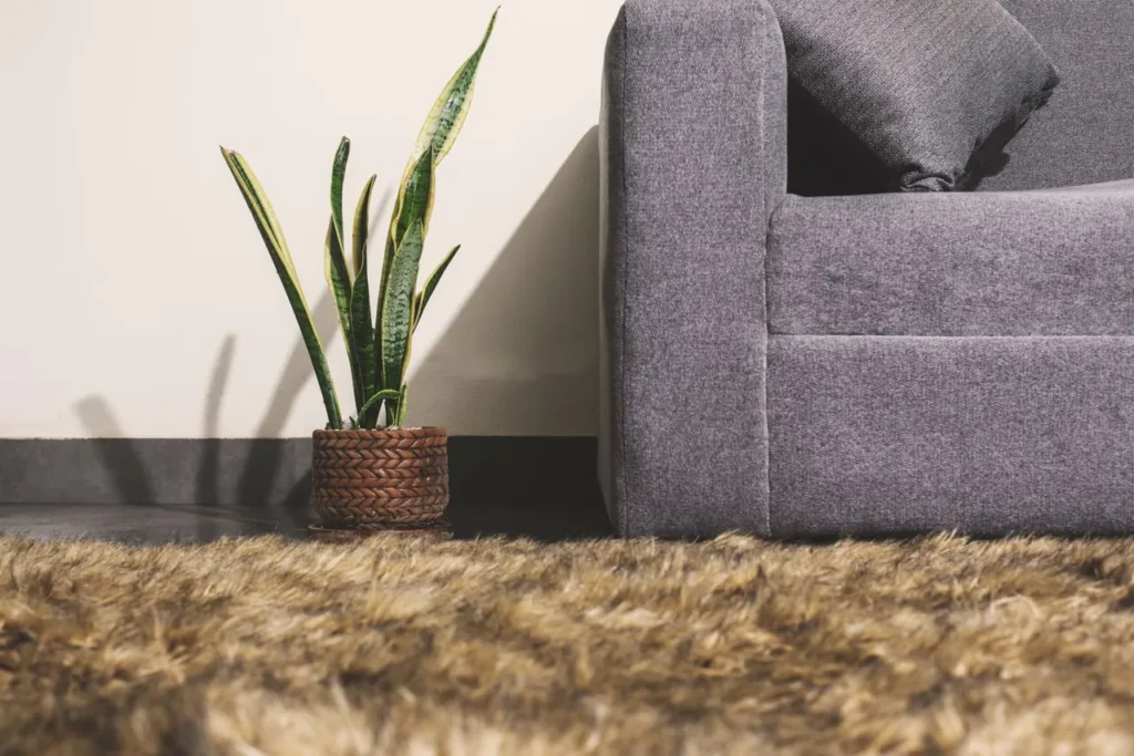 Snake plant in a pot beside a grey sofa