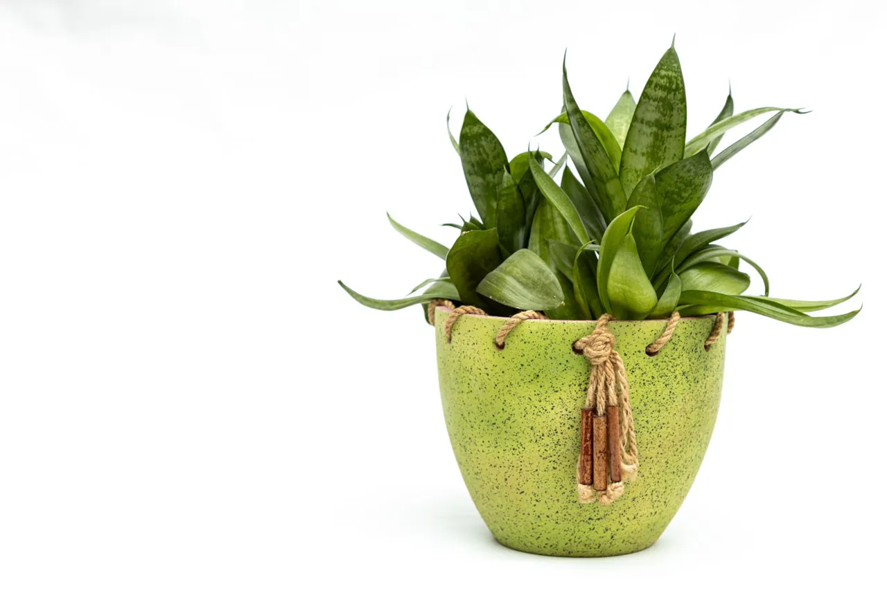Snake plant with upright striped leaves in a green pot