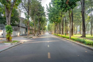 Quiet city street lined with tall trees